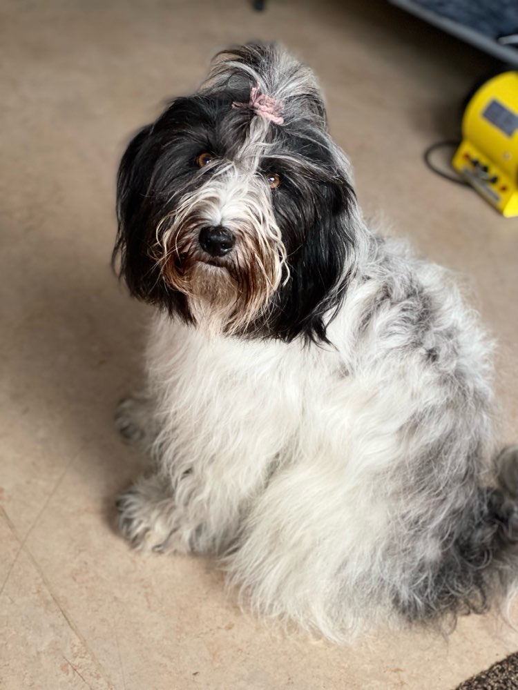 Hundetreffen-Suche Tibi Menschen-Profilbild