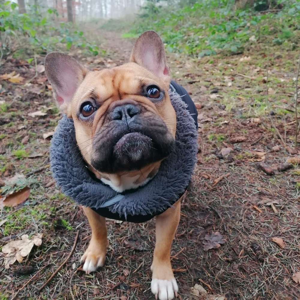 Hundetreffen-Spielgefährten und gemeinsame Gassirunden gesucht-Profilbild