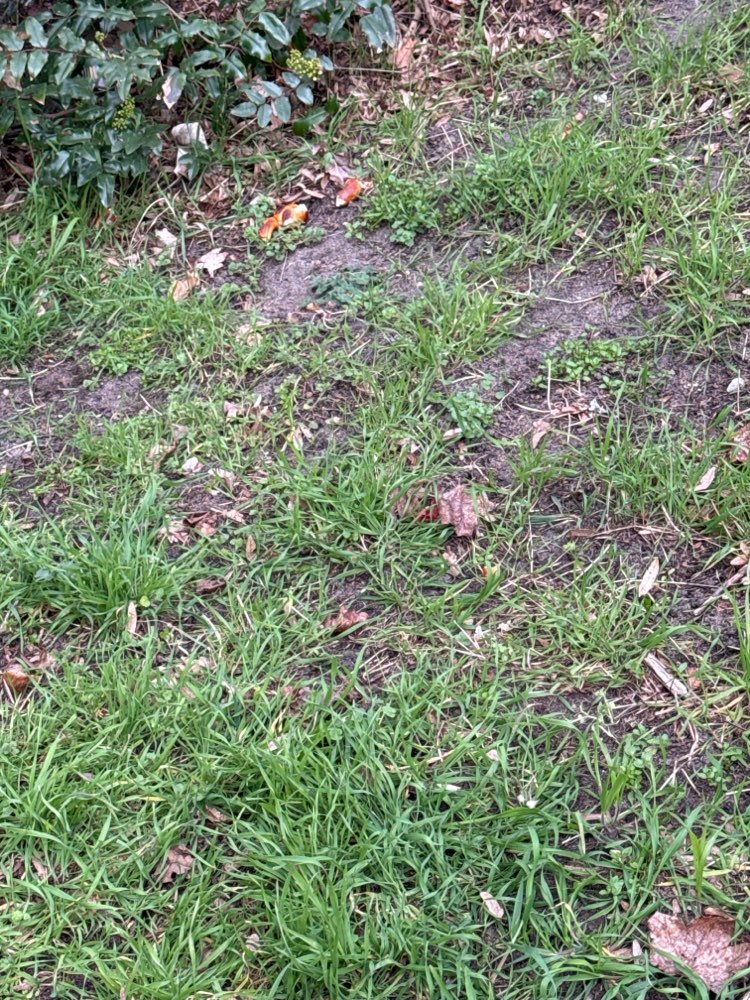 Giftköder-Essensreste auf der Wiese-Profilbild