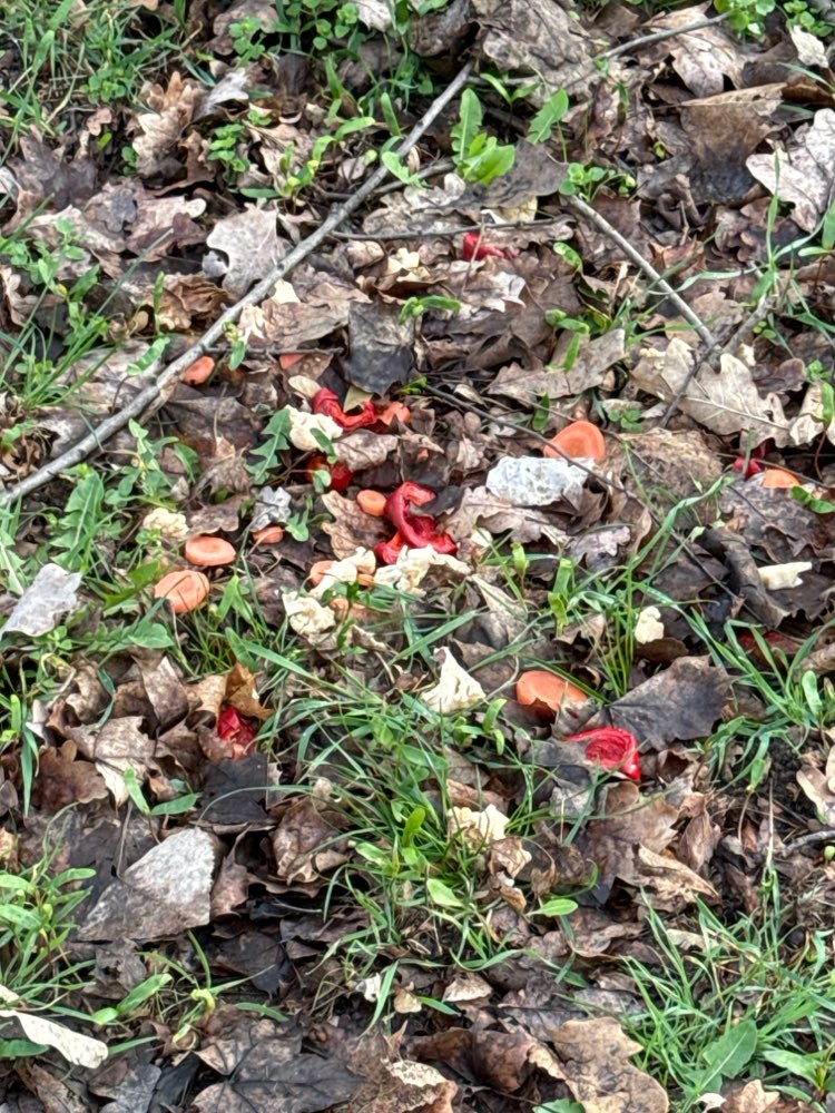 Giftköder-Karotten, Parika und Tomaten verteilt-Profilbild