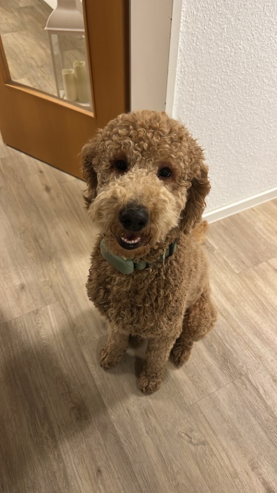 Hundetreffen-Spielpartner gesucht-Profilbild