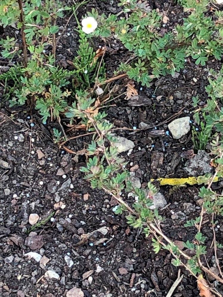 Giftköder-Blaukorn-Profilbild