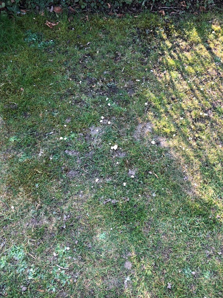 Giftköder-Käse und Blaukorn-Profilbild