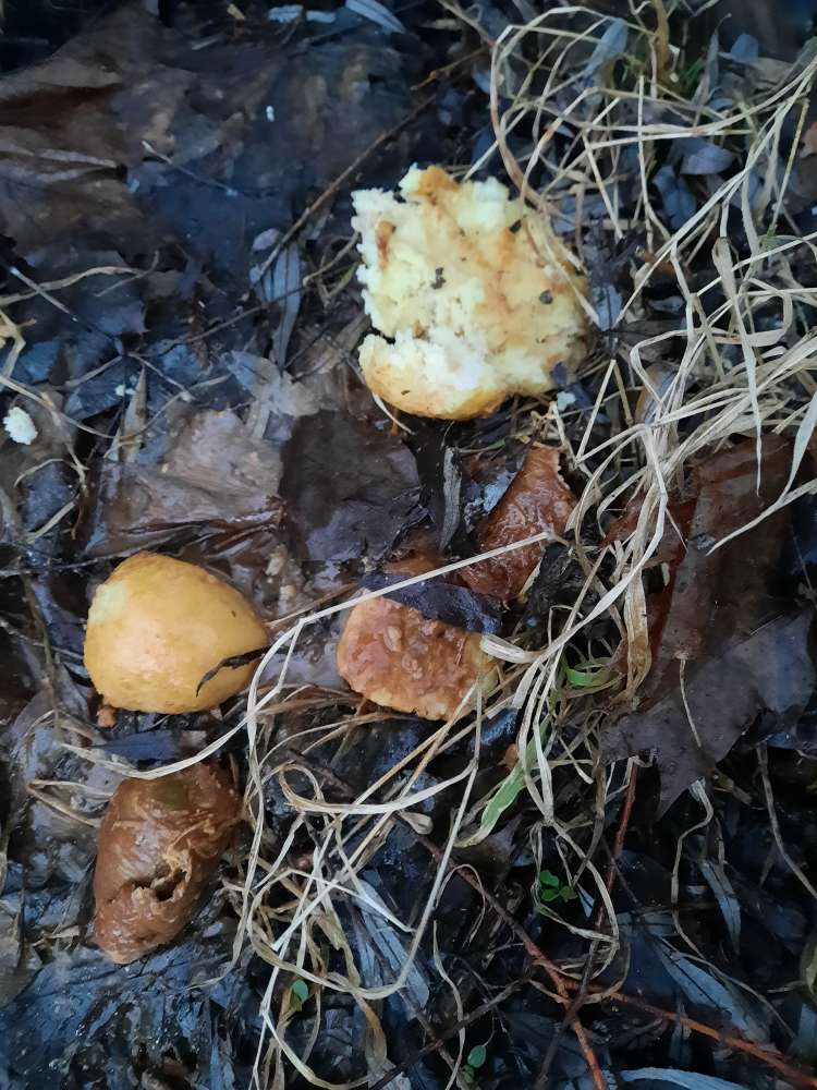 Giftköder-Essensreste (Fleisch)-Profilbild