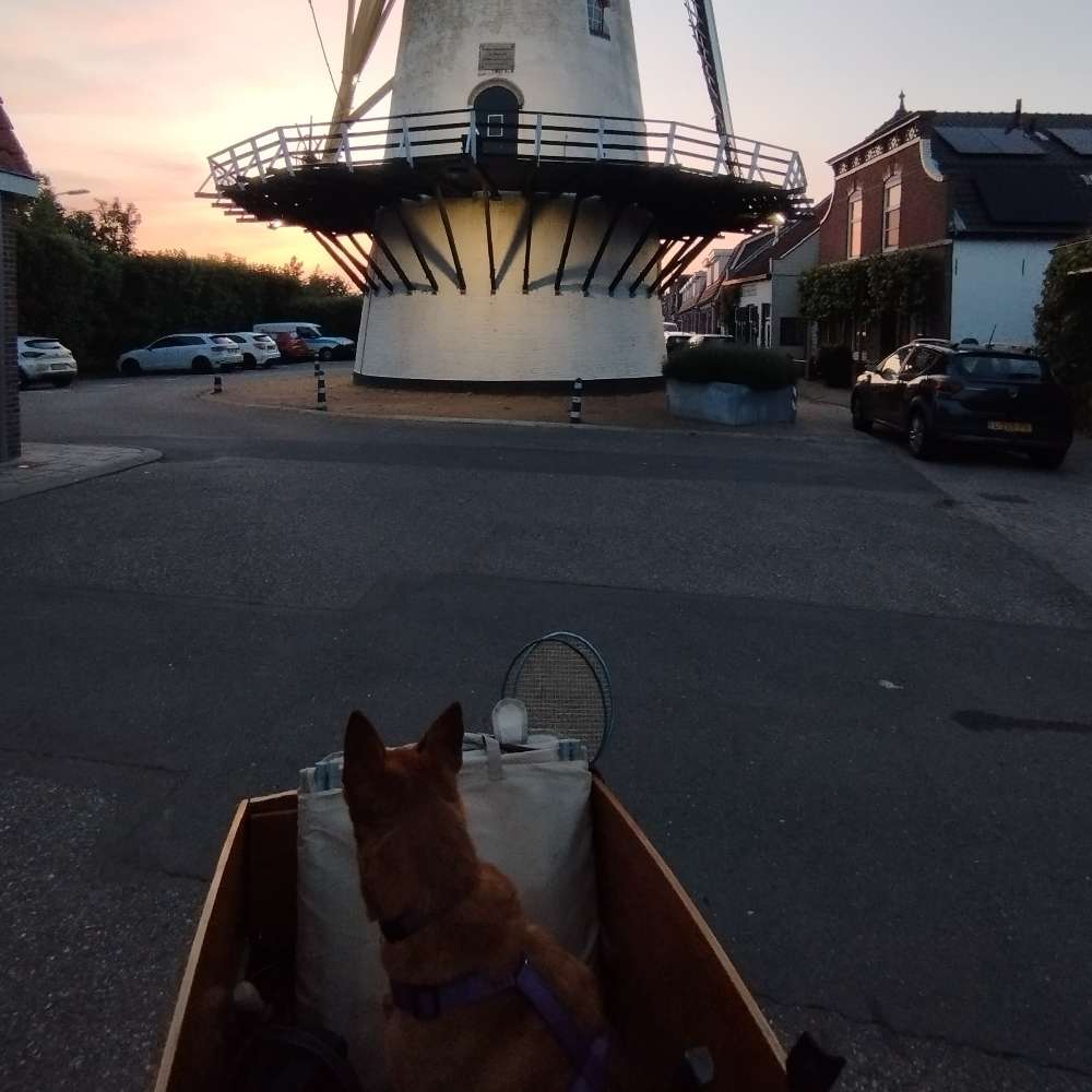 Hundetreffen-Gassi Treffen-Profilbild