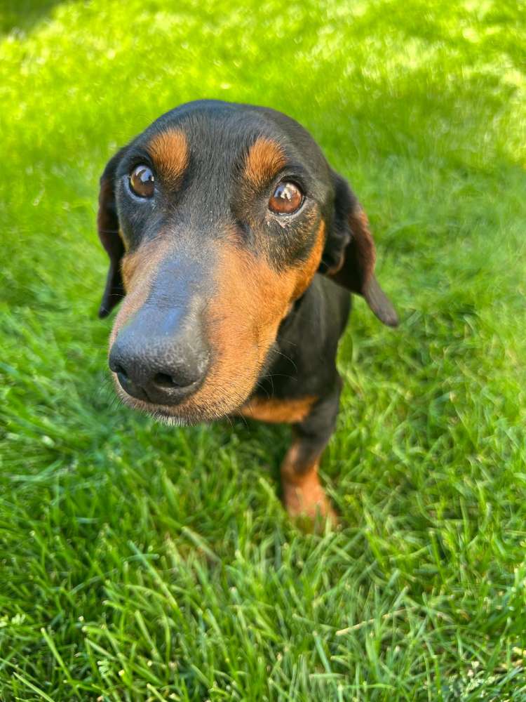 Hundetreffen-Hundekumpels für Gassirunde in Kirchrode gesucht-Profilbild