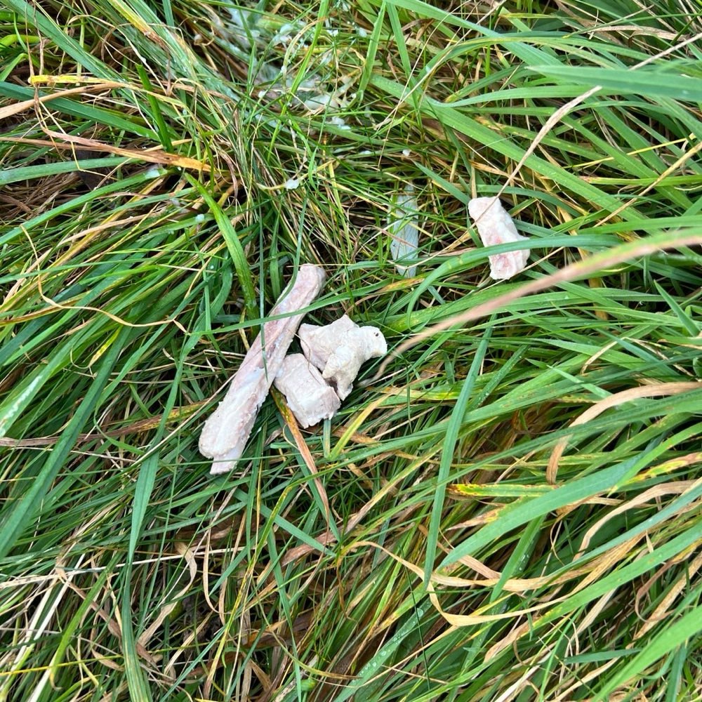 Giftköder-Abgekochte Knochen-Profilbild