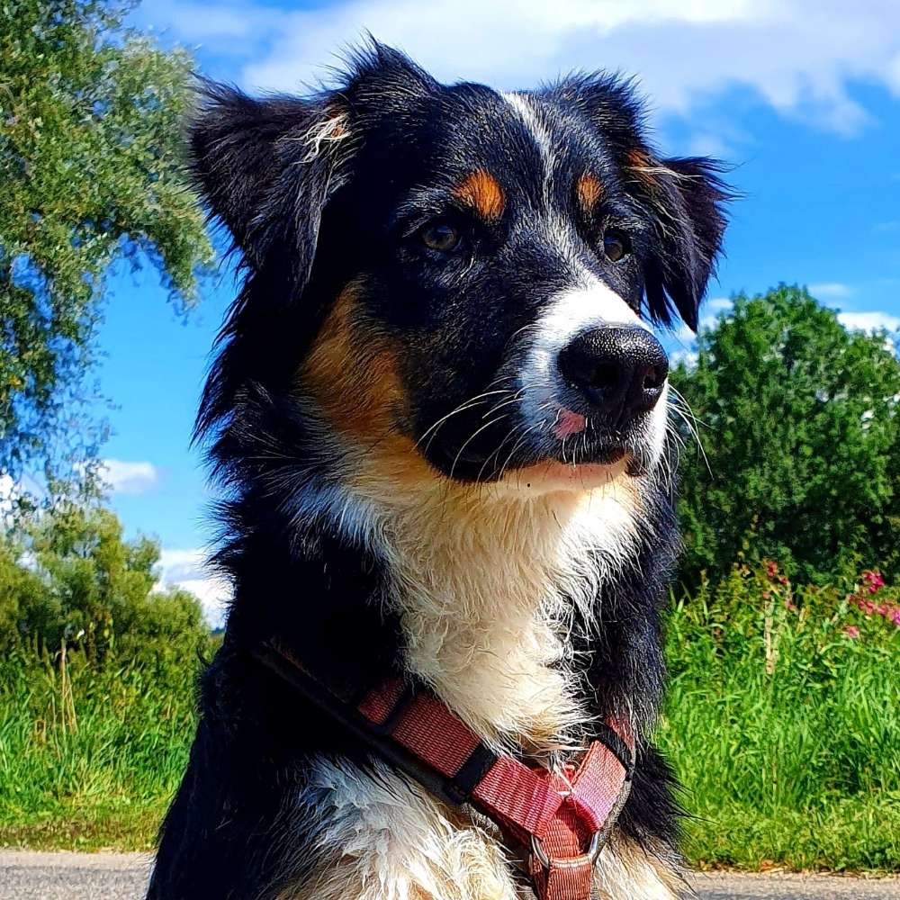 Hundetreffen-Gemeinsames spazieren und spielen-Profilbild