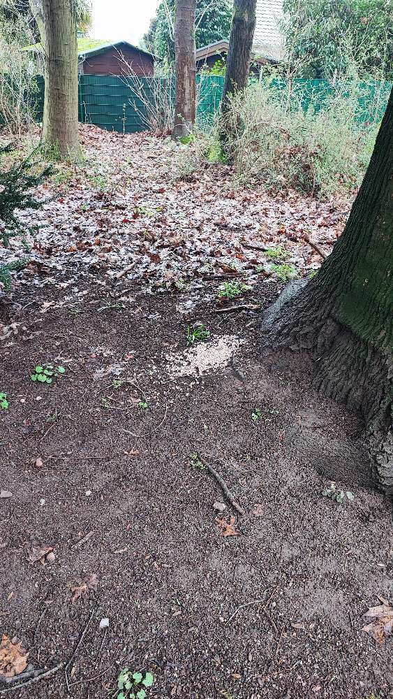 Giftköder-Schneckenkorn oder Düngemittel am Baum-Profilbild