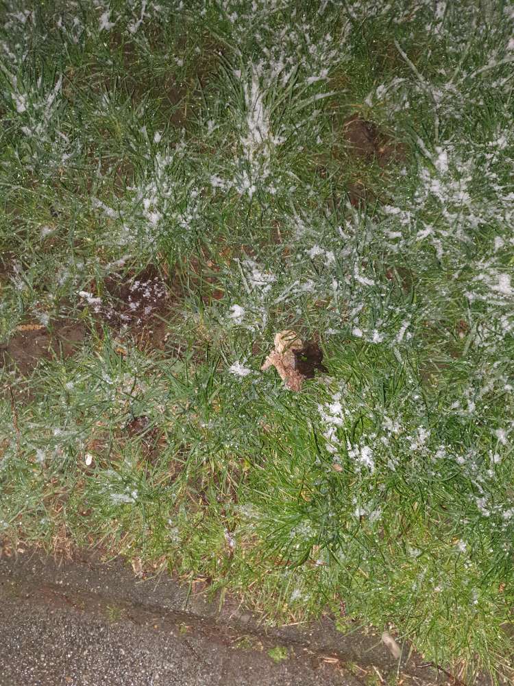 Giftköder-Würstchen kleingeschnitten-Profilbild