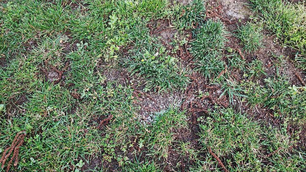 Giftköder-Dünger an Grünstellen-Profilbild