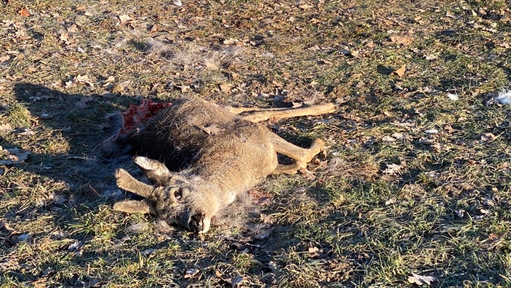 Giftköder-Tierkadaver-Profilbild