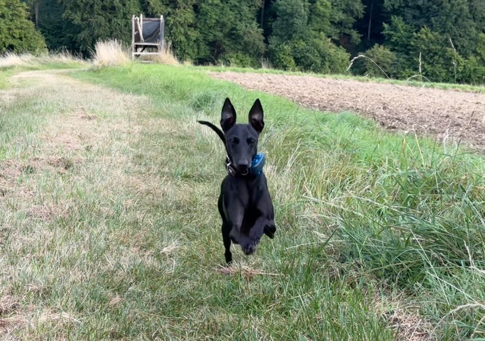 Hundetreffen-Windspiel Spaziergang in Region Hannover-Profilbild