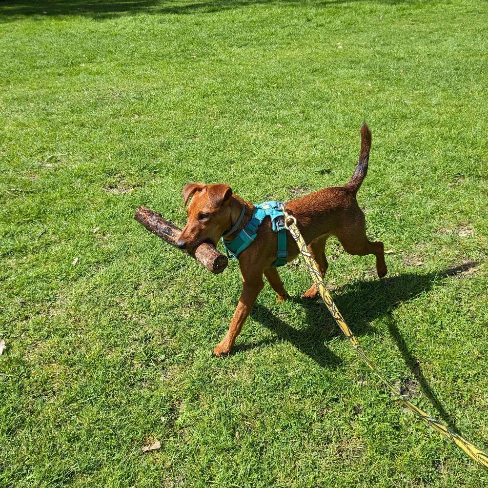 Hundetreffen-Wandern, playdates, walks-Profilbild