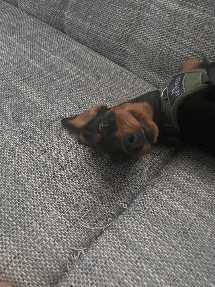 Hundetreffen-Welpentreffen-Profilbild