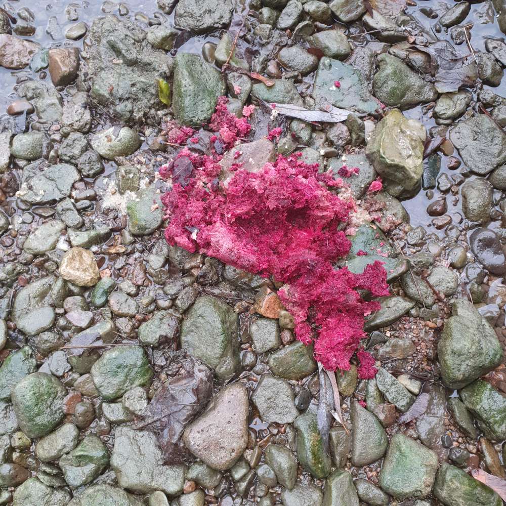 Giftköder-Substrat am Flußufer-Profilbild