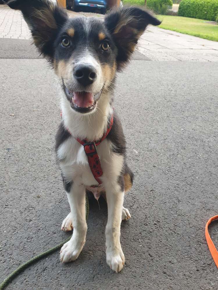 Hundetreffen-Suchen nette Hunde zum spazieren gehen und zum Spielen 🙂🙂-Profilbild