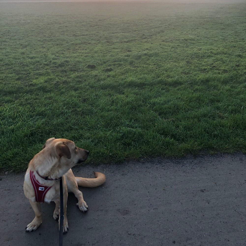 Hundetreffen-Spiel- und Gassi-Treffen mit Junghunden-Profilbild