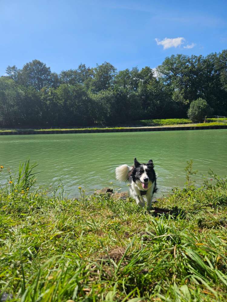 Hundetreffen-Social Walk Münster Erphokirche-Profilbild