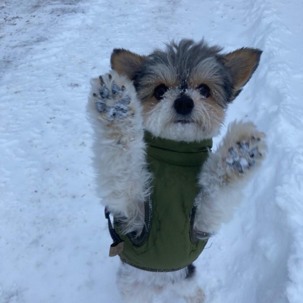 Hundetreffen-Regelmäßig miteinander Gassi gehen, spielen, Hundefreundschaft-Profilbild
