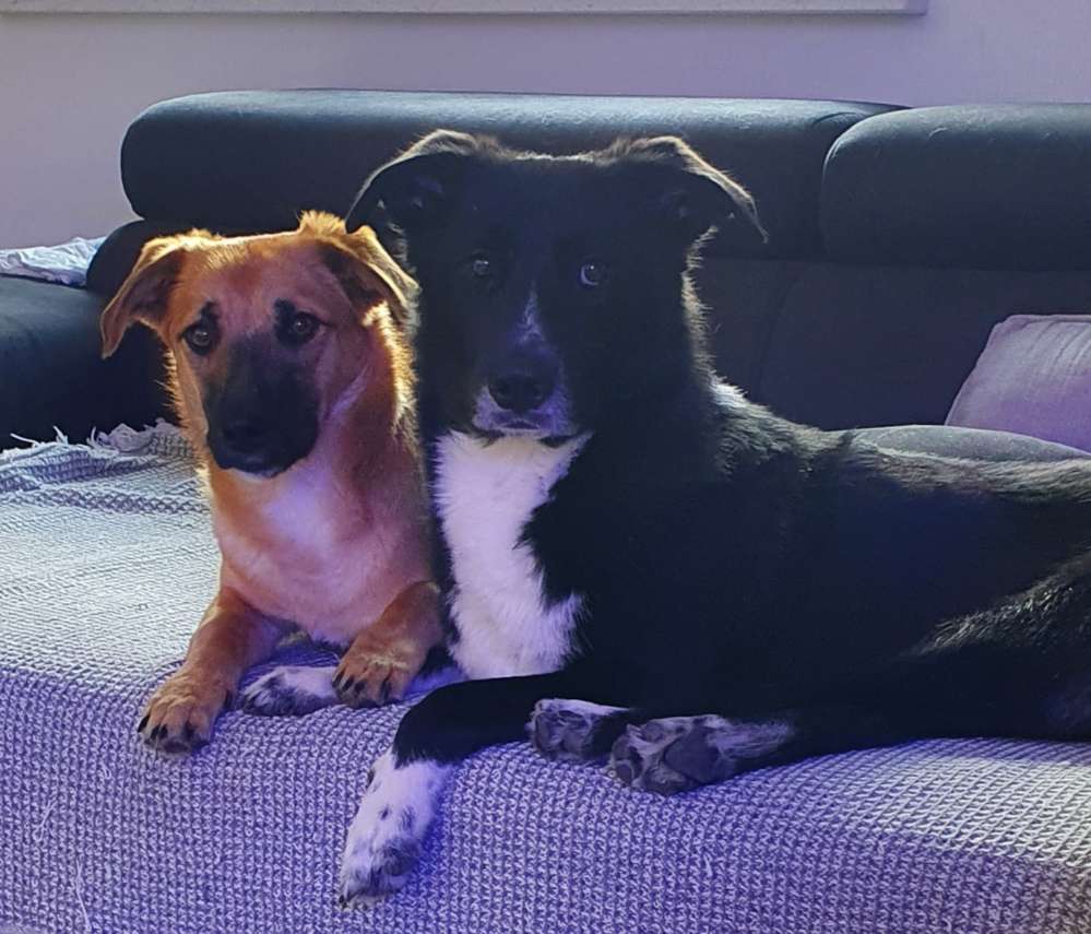 Hundetreffen-Trainieren, Spielen, Hundekontakte-Profilbild