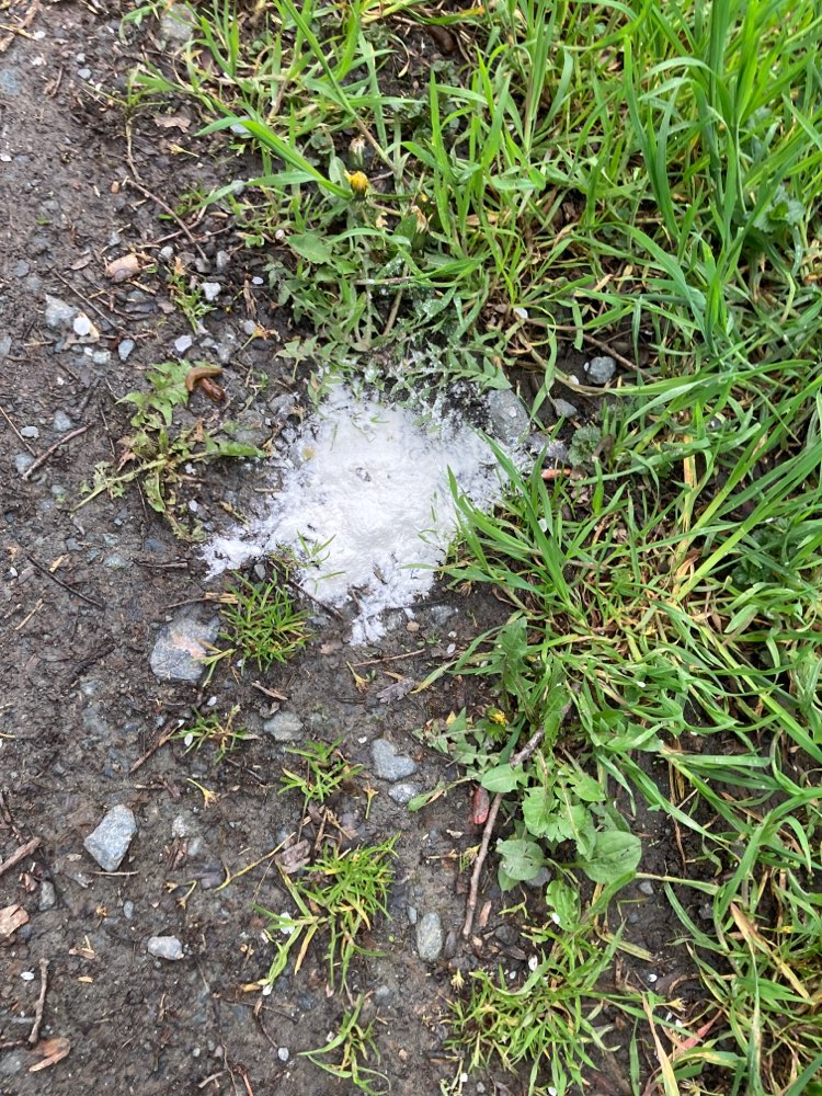 Giftköder-Weißes Pulver an mehreren Stellen-Profilbild