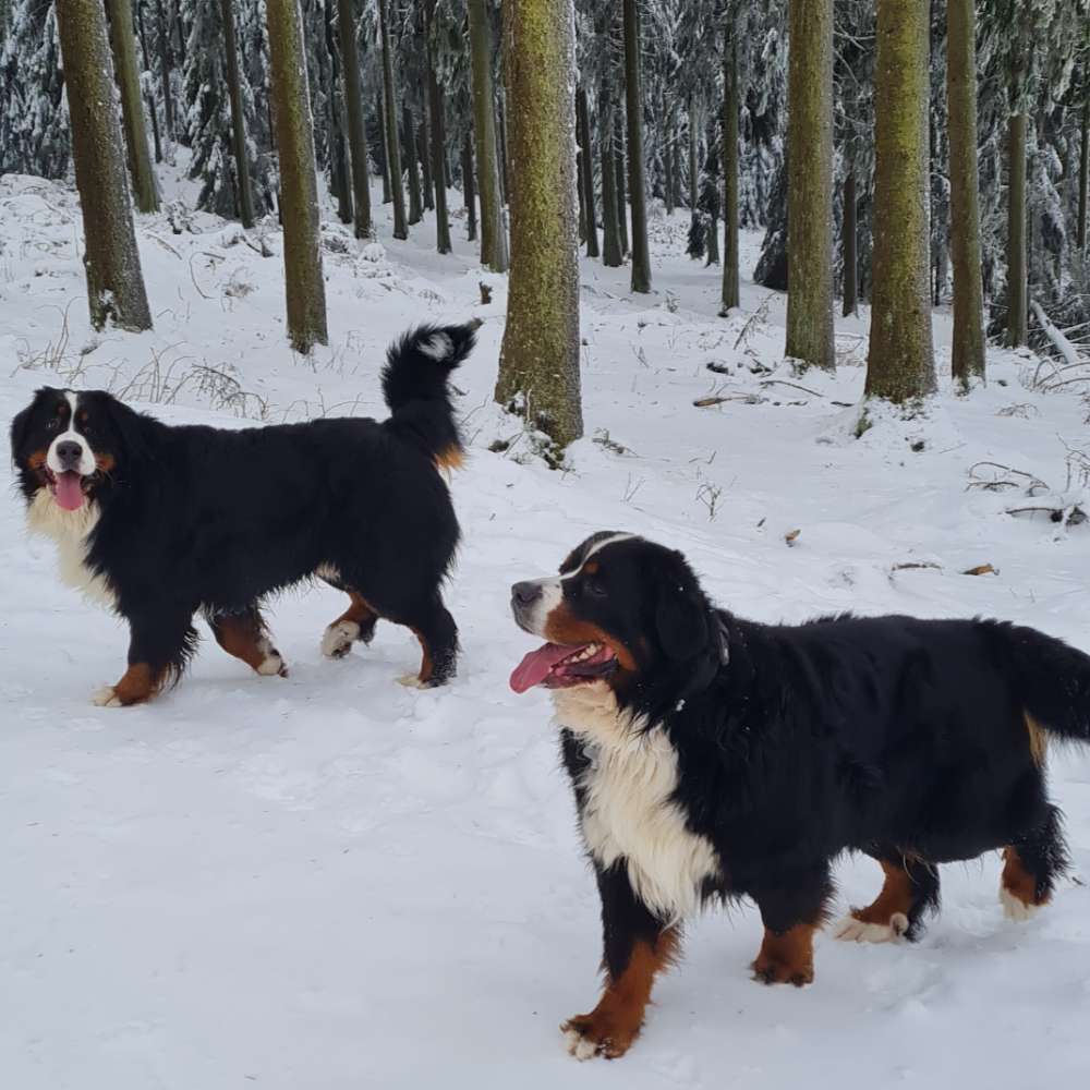 Hundetreffen-Treffen-Profilbild