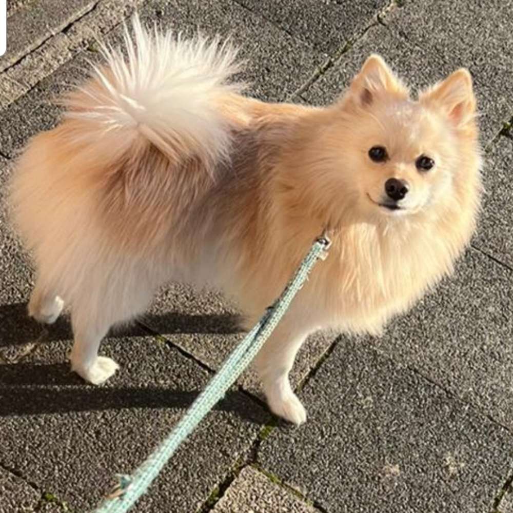 Hundetreffen-Hunde Kumpel zum Toben gesucht !-Profilbild