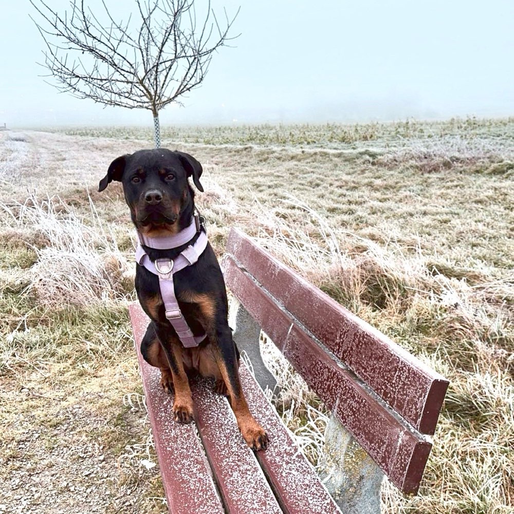 Hundetreffen-Neue Kontakte für entspannte Spaziergänge-Profilbild