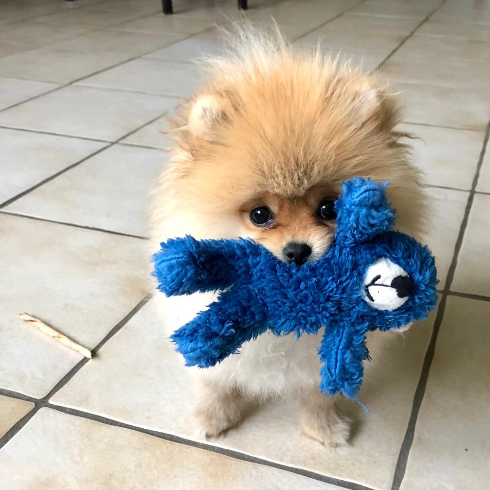 Hundetreffen-Spiel & Gassi Freunde-Profilbild