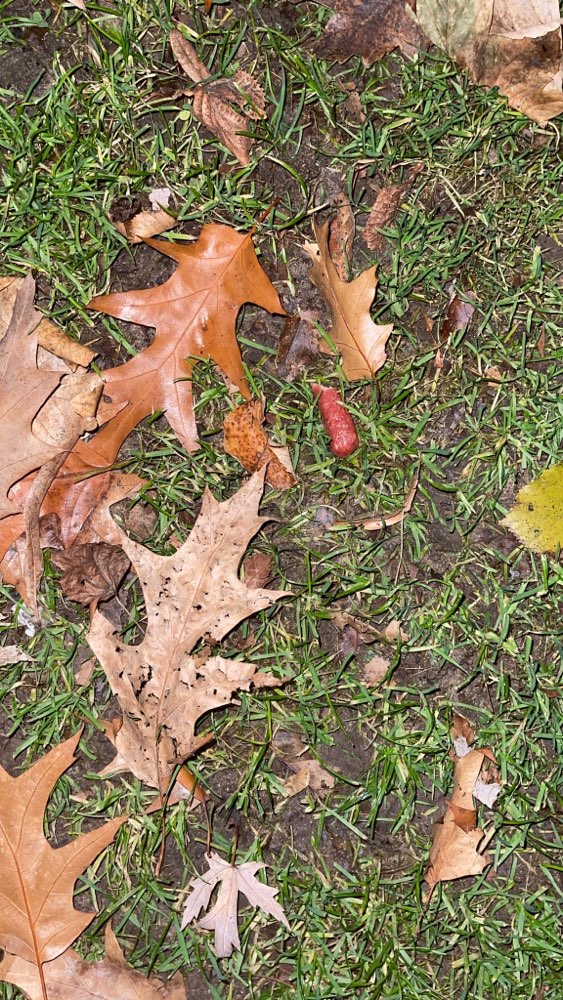 Giftköder-Erneut Giftköder - Hund verstorben-Profilbild