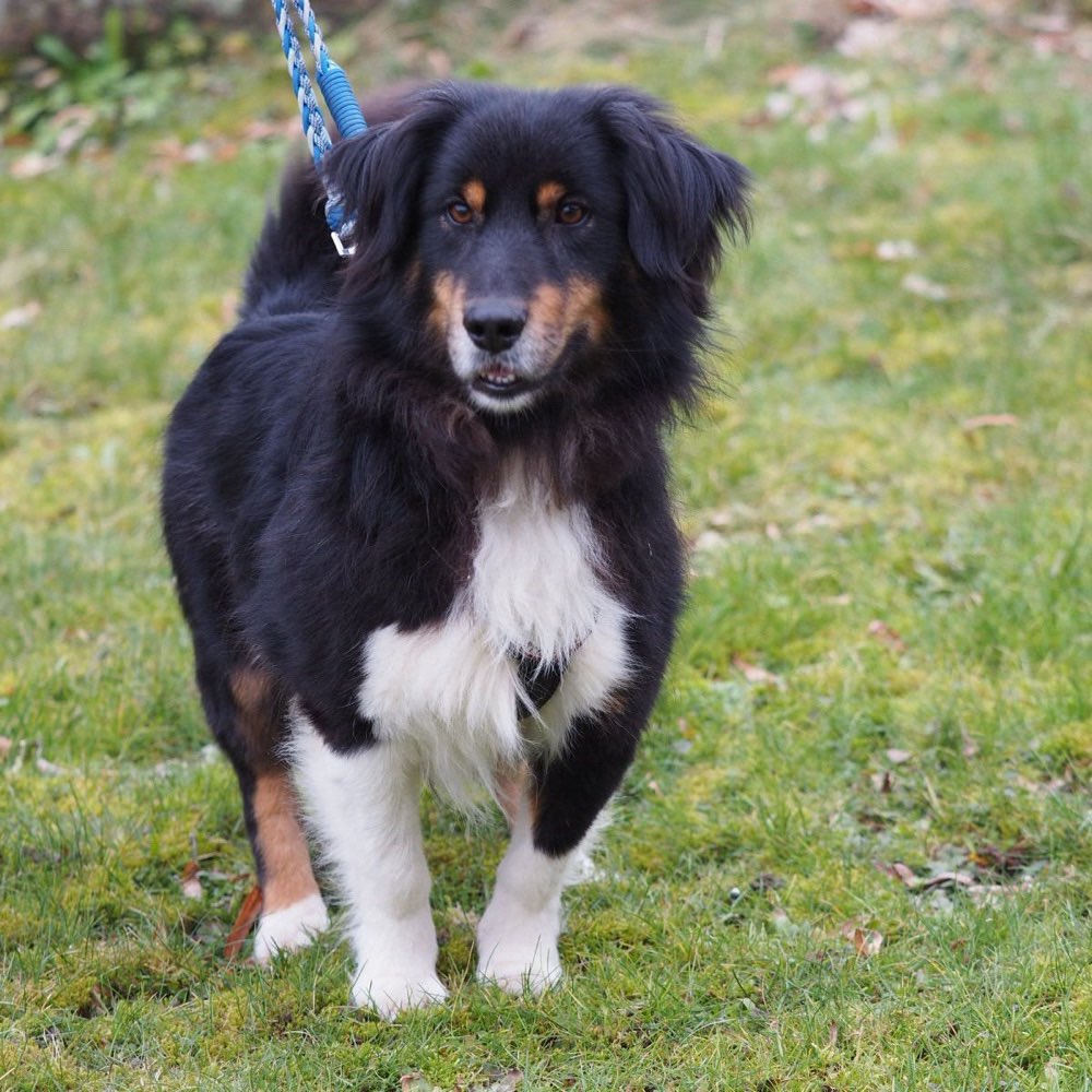 Hundetreffen-Neue Freunde finden-Profilbild