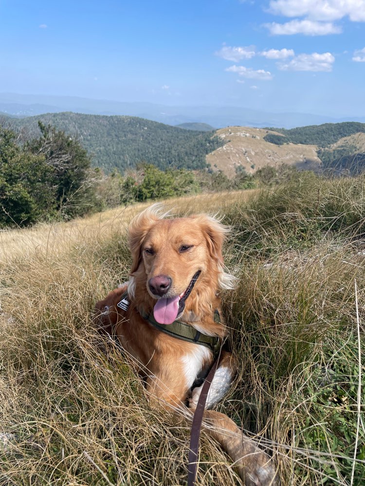 Hundetreffen-Gemeinsames Spazieren gehen-Profilbild