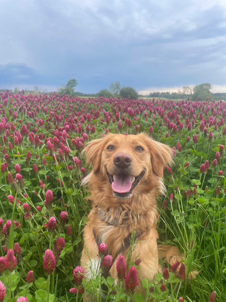 Hundetreffen-Social Walk, Trainieren oder Spiel-Profilbild