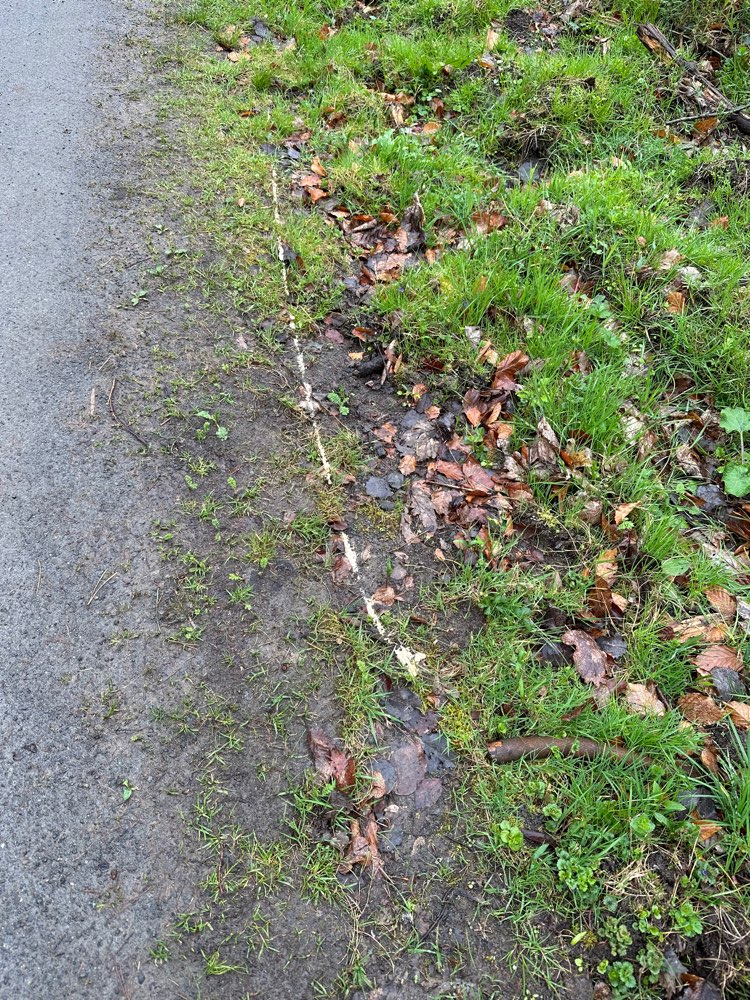 Giftköder-Giftköder-Profilbild