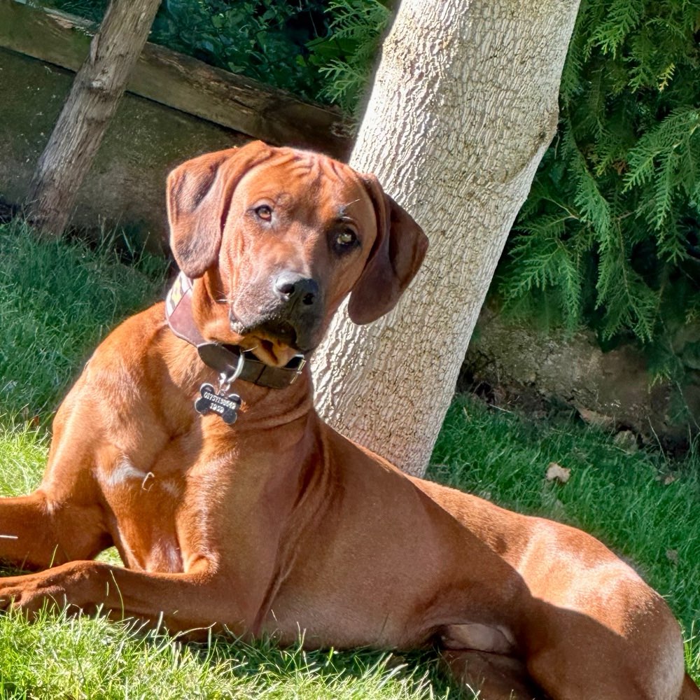 Hundetreffen-Marley sucht Spiel und Gassifreunde-Profilbild