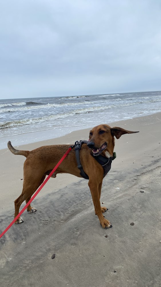 Hundetreffen-Social Walks & Training-Profilbild