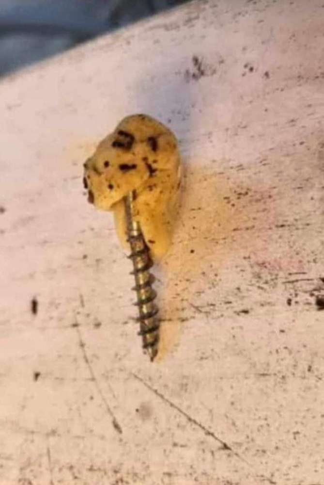 Giftköder-Gebackener Keksteig mit Schrauben drin-Profilbild