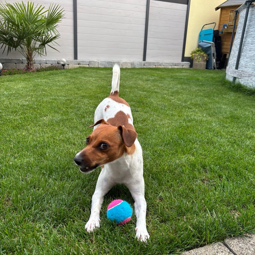Hundetreffen-Gassi Treffen-Profilbild