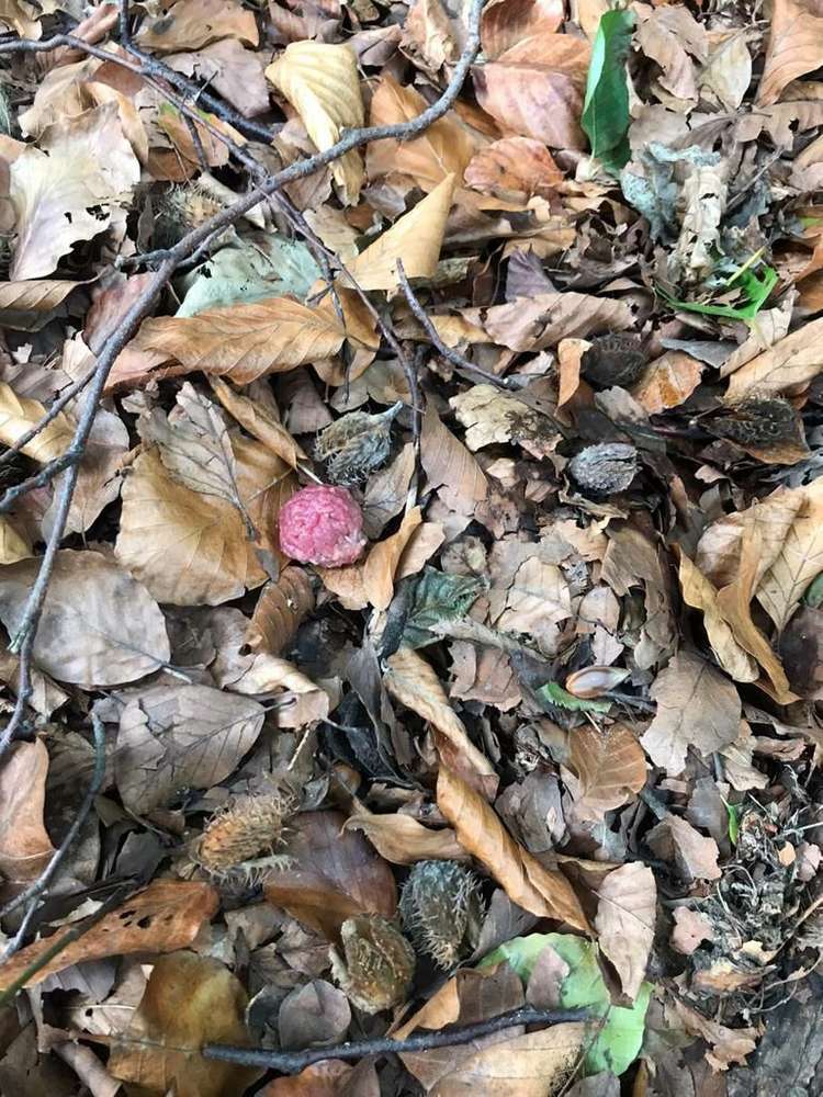 Giftköder-Hundewiese Nordfeld-Profilbild