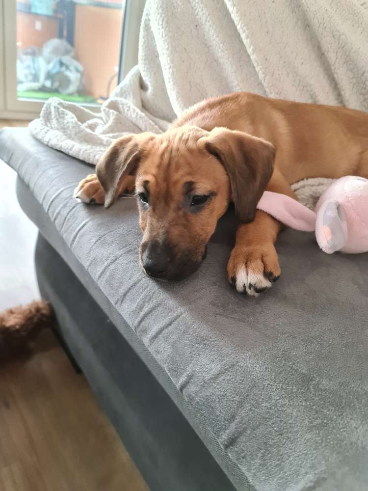 Hundetreffen-welpen spielen-Profilbild