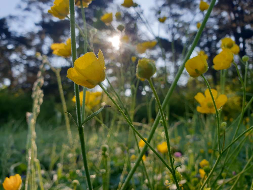 Hundetreffen-Gassiservice-Profilbild