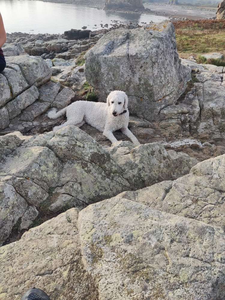 Hundetreffen-Spazieren und Toben-Profilbild