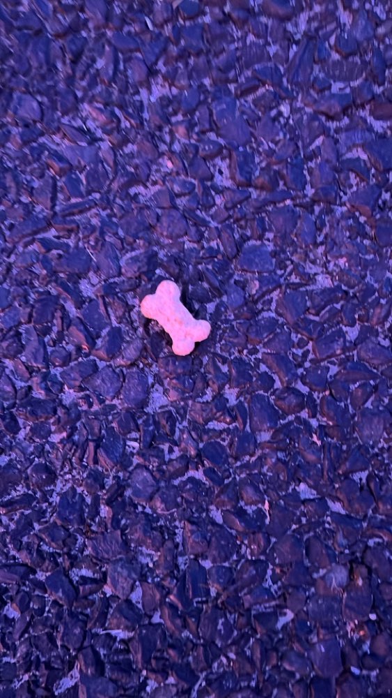 Giftköder-Leckerlis am Boden-Profilbild