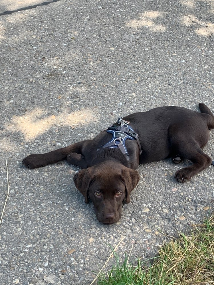 Hundetreffen-Spielfreunde gesucht-Profilbild