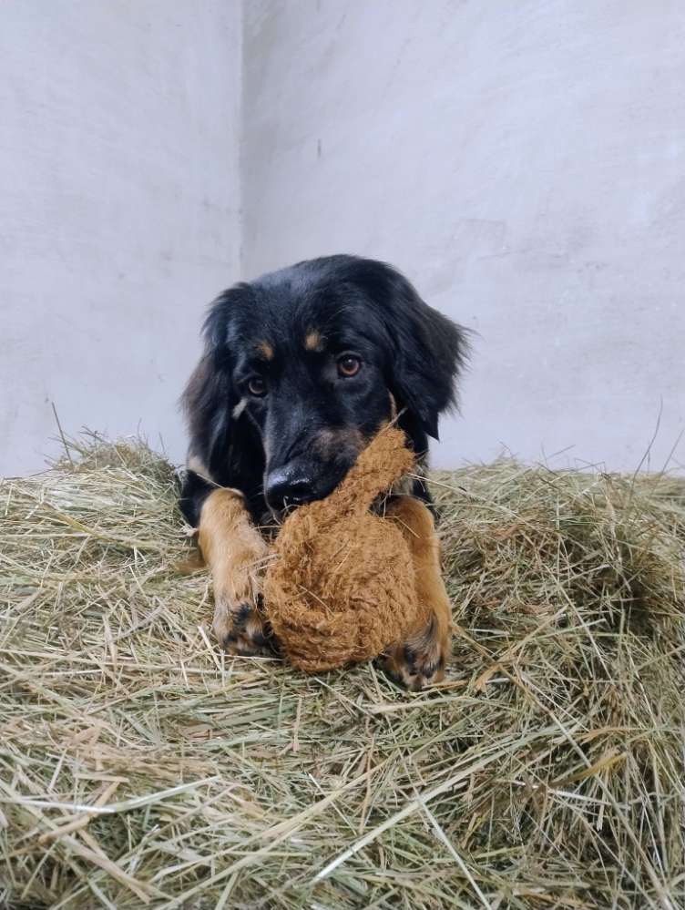 Mit Spielzeug im Heu Banner