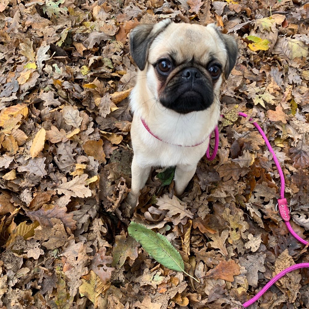 Hundetreffen-Mopstreffen im Alstertal-Profilbild