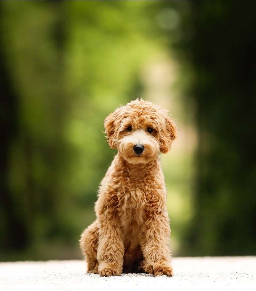 Hundetreffen-Welpen & Junghunde in Mengede-Profilbild
