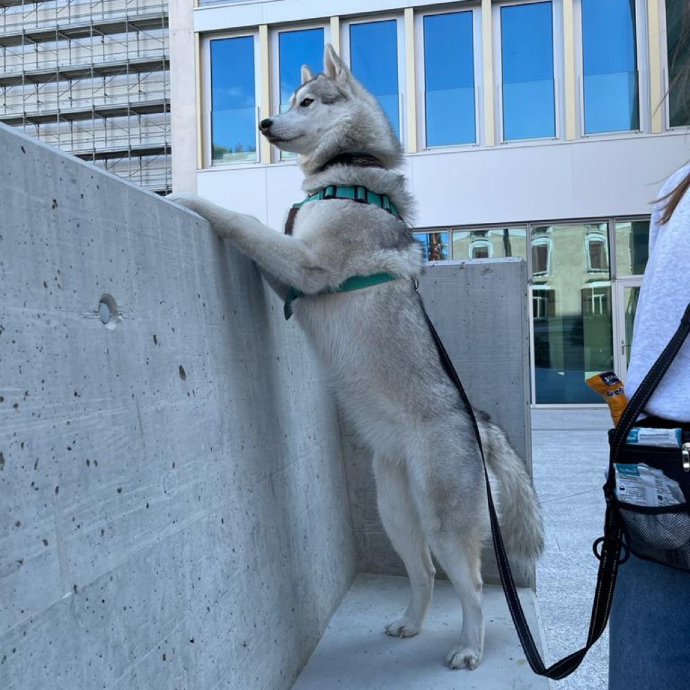 Hundetreffen-Social Walk, nach kennenlernen auch mal Playdate-Profilbild