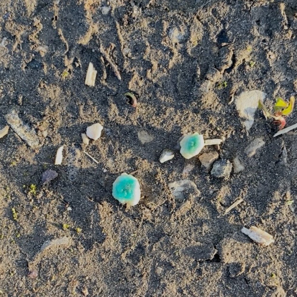 Giftköder-Blaukorngift-Profilbild